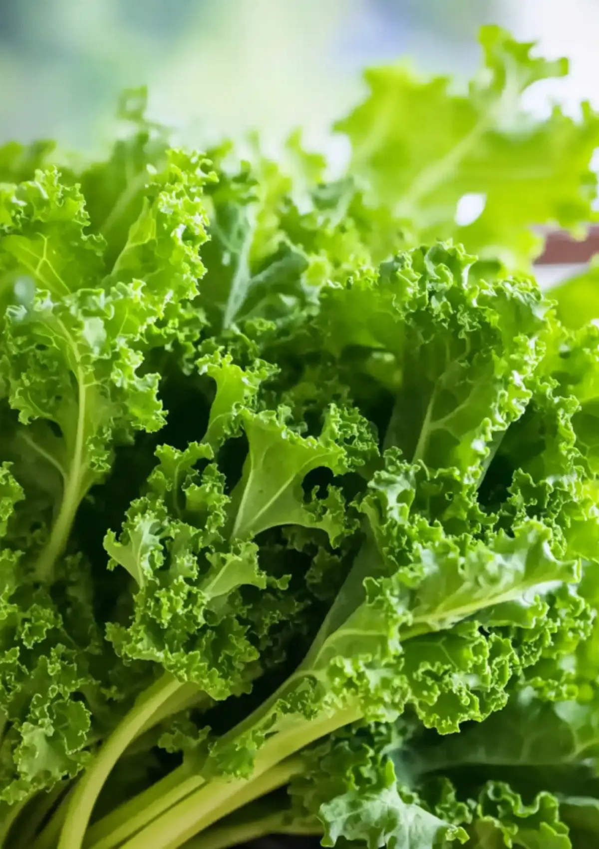 A close-up of raw curly mustard greens freshly harvested and vibrant in color.