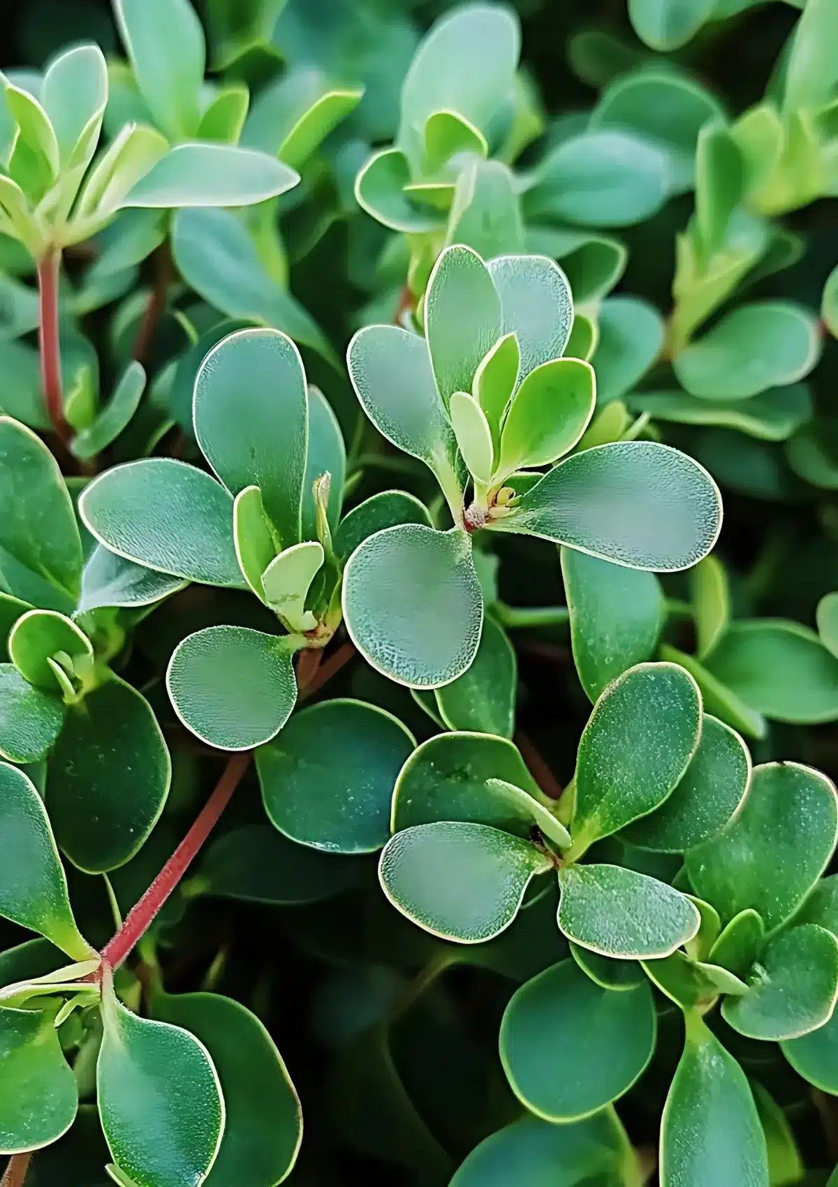 Close-up of edible green purslane with thick oval leaves and reddish stems, used in traditional fattoush recipes